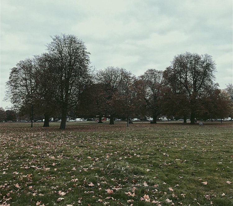 _Ciellou's tweet photo. Beauty is often found in the simplest of things 🌳🍁🍂..if only we would just look 👀 https://t.co/R4iMOmBvTd