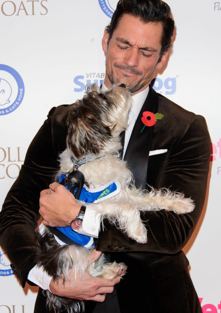 OhMyGandyFans's tweet photo. #DavidGandy and Dora at the Collars and Coats Gala @BDCH 🐶 https://t.co/AIEQdBmtjb