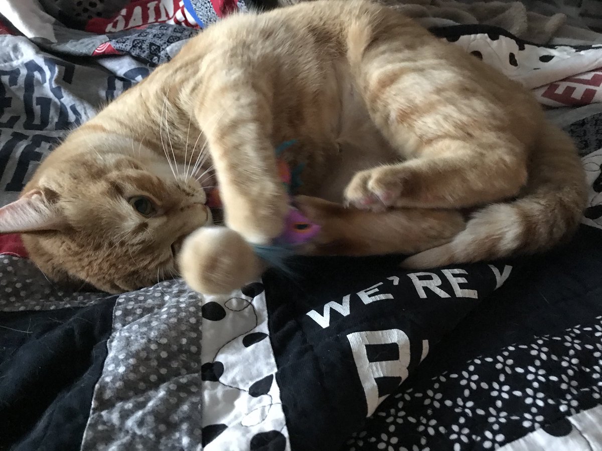 mplsgossipgirl's tweet image. My cat knows how to party! 😸🍾🍸🥃🍷🍺😸 #catnipaddict