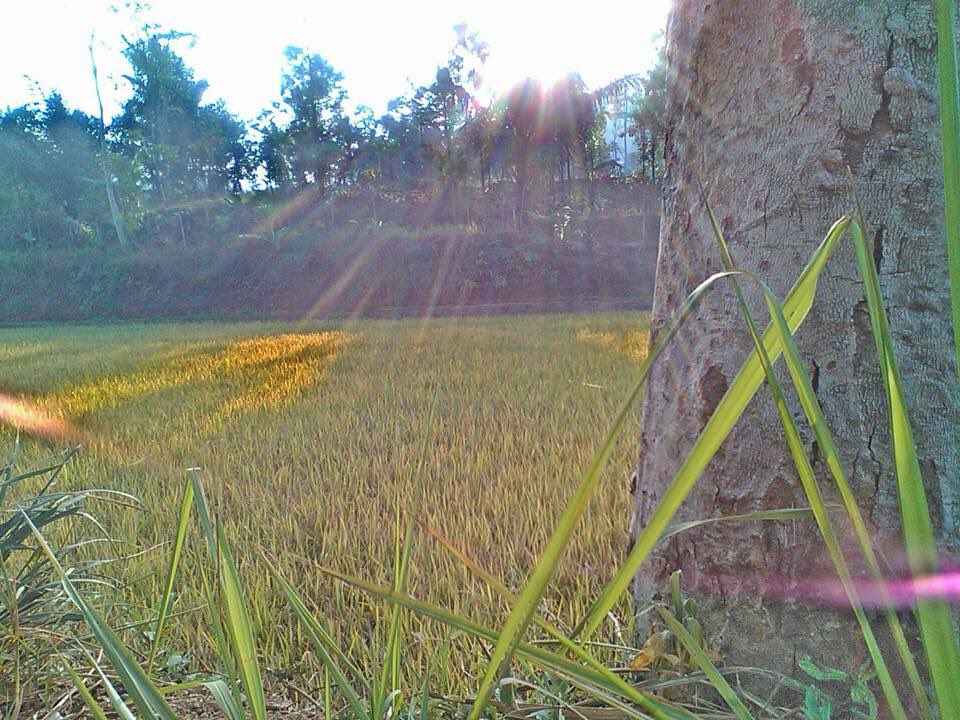 mekarmulya_desa's tweet photo. Awali pagi hari dengan bismilah  #desamekarmulya #cianjurJago #JumatBerkah #pasirkuda https://t.co/QtKjXTLxe3