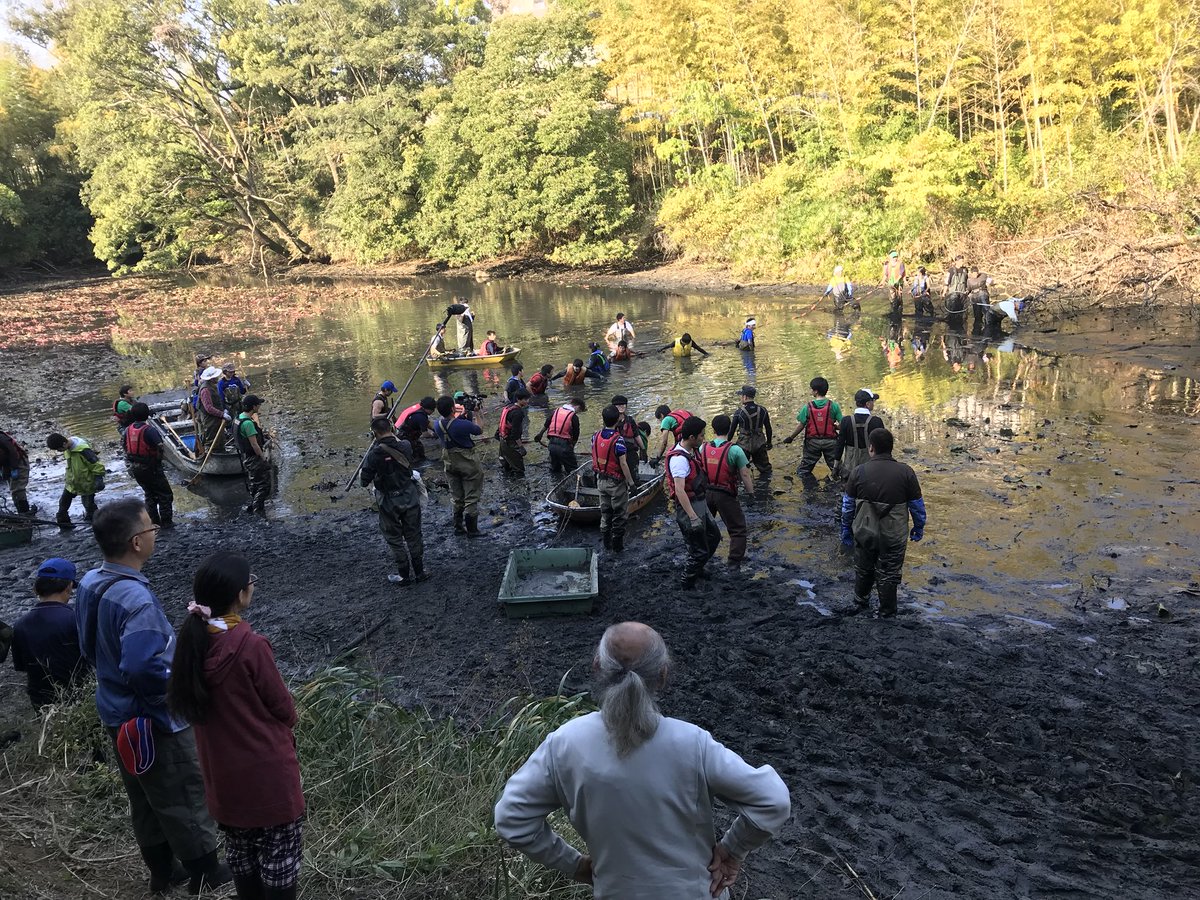Nikonikorider On Twitter 池の水全部抜く大作戦 アリゲーターガーを捕獲するらしい 的場浩司さんが寝屋川のため池で頑張ってはる