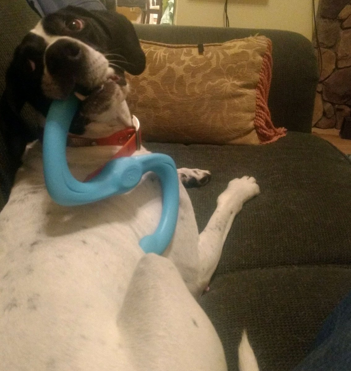 Big River Kennels (bigriverkennels) Twitter