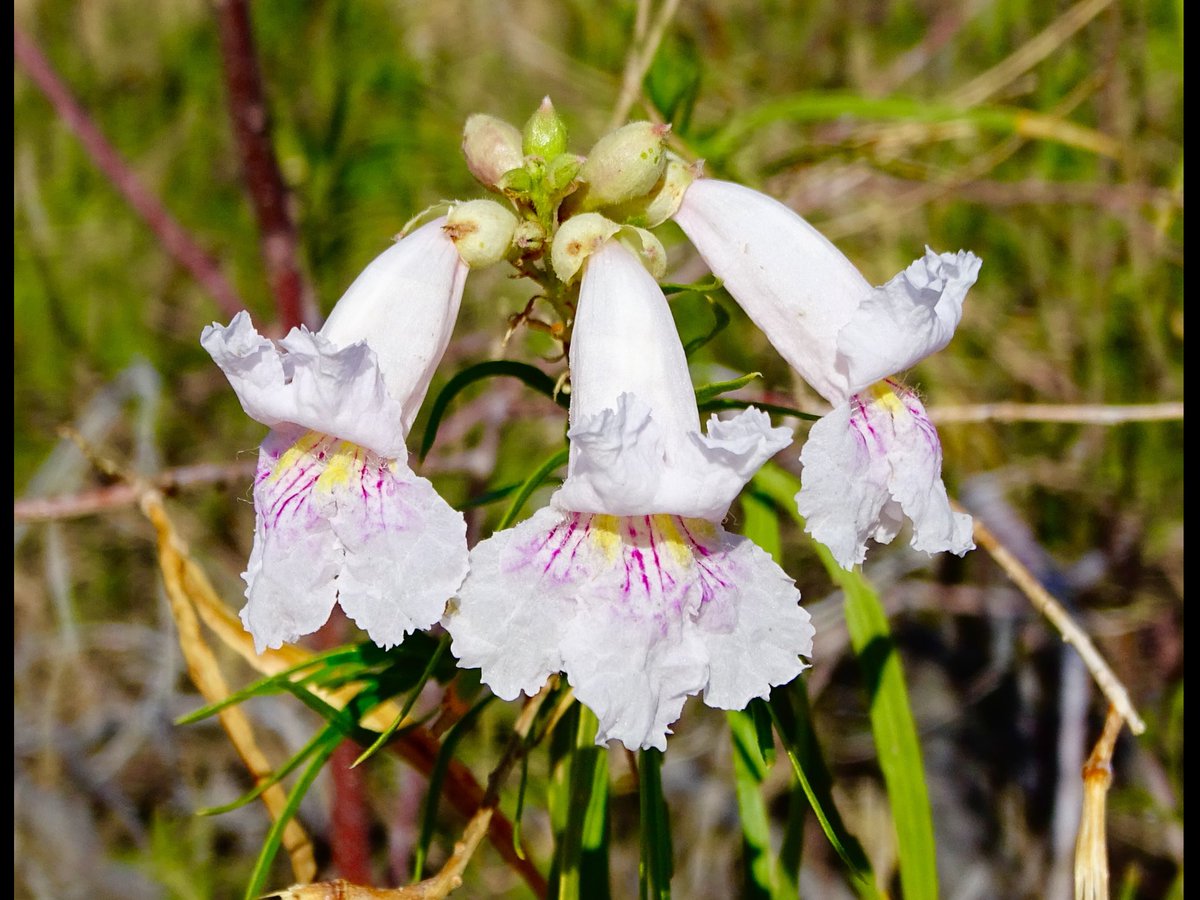 ABDNHA's tweet photo. Desert Willow in bloom in Texas Dip, San Felipe Wash #AnzaBorrego #AnzaBorregoDesert #AnzaBorregoDesertStatePark https://t.co/f2tOgWuGnn