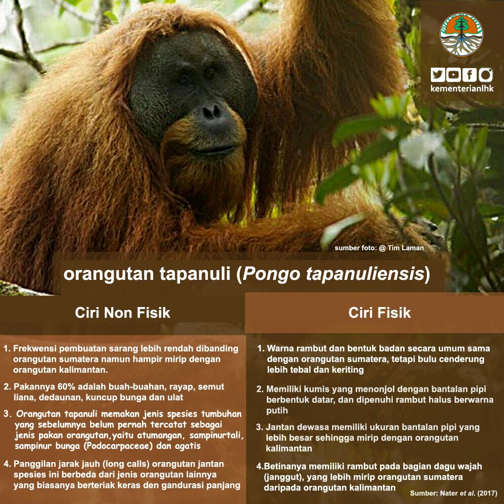 Kementerian Lhk On Twitter 6 Perbedaan Fisik Dan Non Kementerian Lhk On Twitter 6 Perbedaan Fisik Dan Non