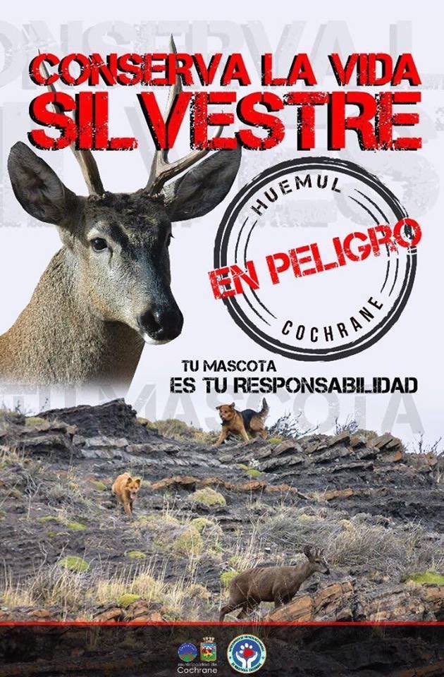 joaquinps's tweet image. Campaña de #HuemulPatagonia @MunicipCochrane #Aysen #Coyhaique #RNCerroCastillo @pablonegri @informetierra @PatagonJournal Difundir, RT 👇🏻