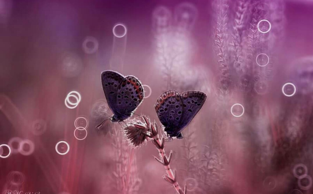 Gün Rahmet günü
Gün Selamlaşma günü
Gün Dualarda buluşma günü
HAYIRLI CUMALAR_____🌼