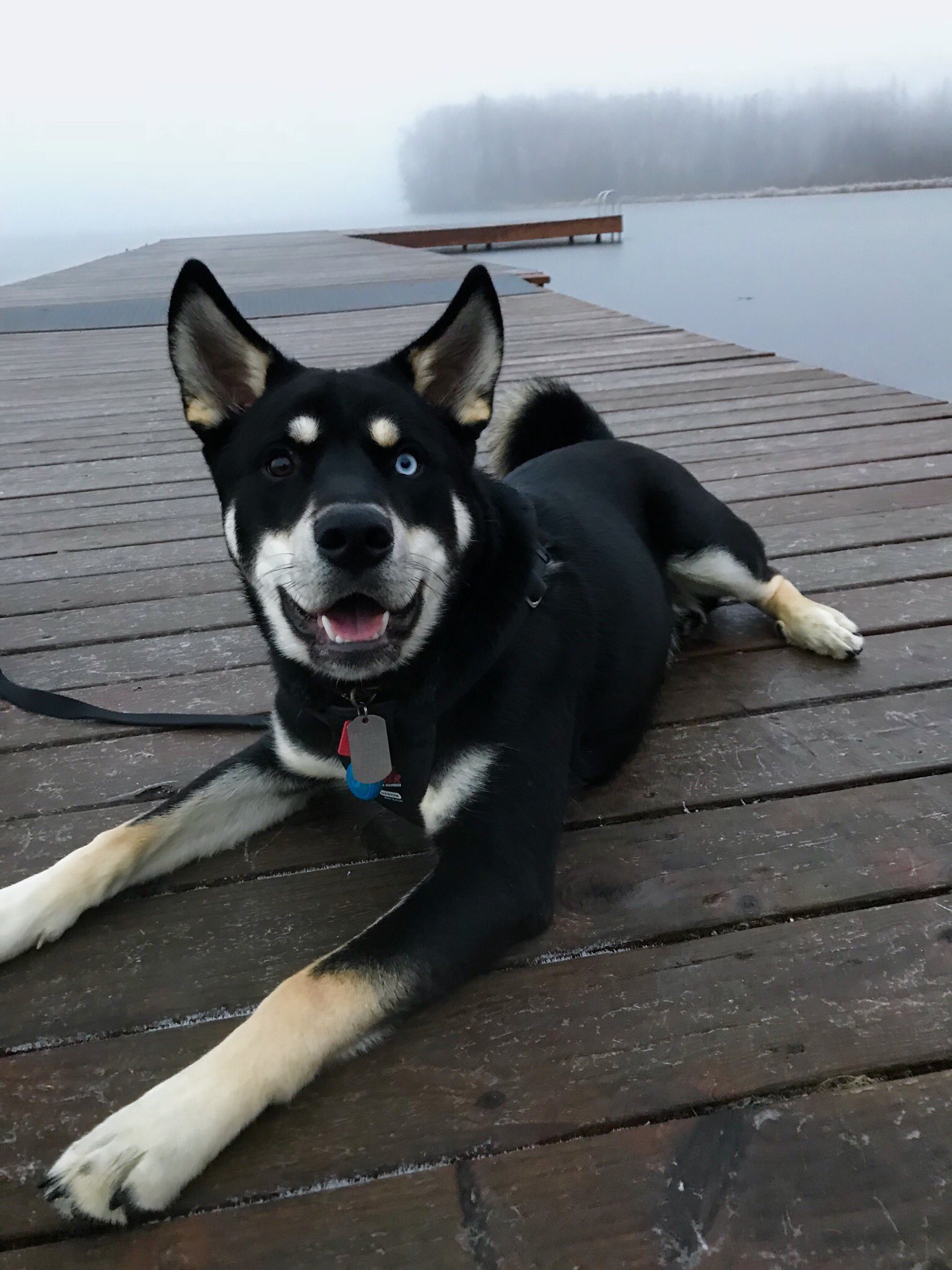 Alaskan husky rottweiler best sale mix