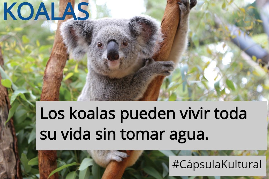 InakiJM's tweet photo. #CápsulaKultural

Datos curiosos para personas inquietas #CápsulaKultural https://t.co/1dv9t13frV
