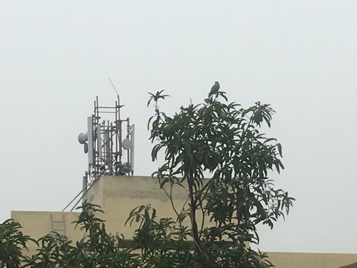 ashwinravi99's tweet photo. Monsoon brings in so much colour and life to the ecosystem. #ChennaiRains https://t.co/4NjrBlrVDb
