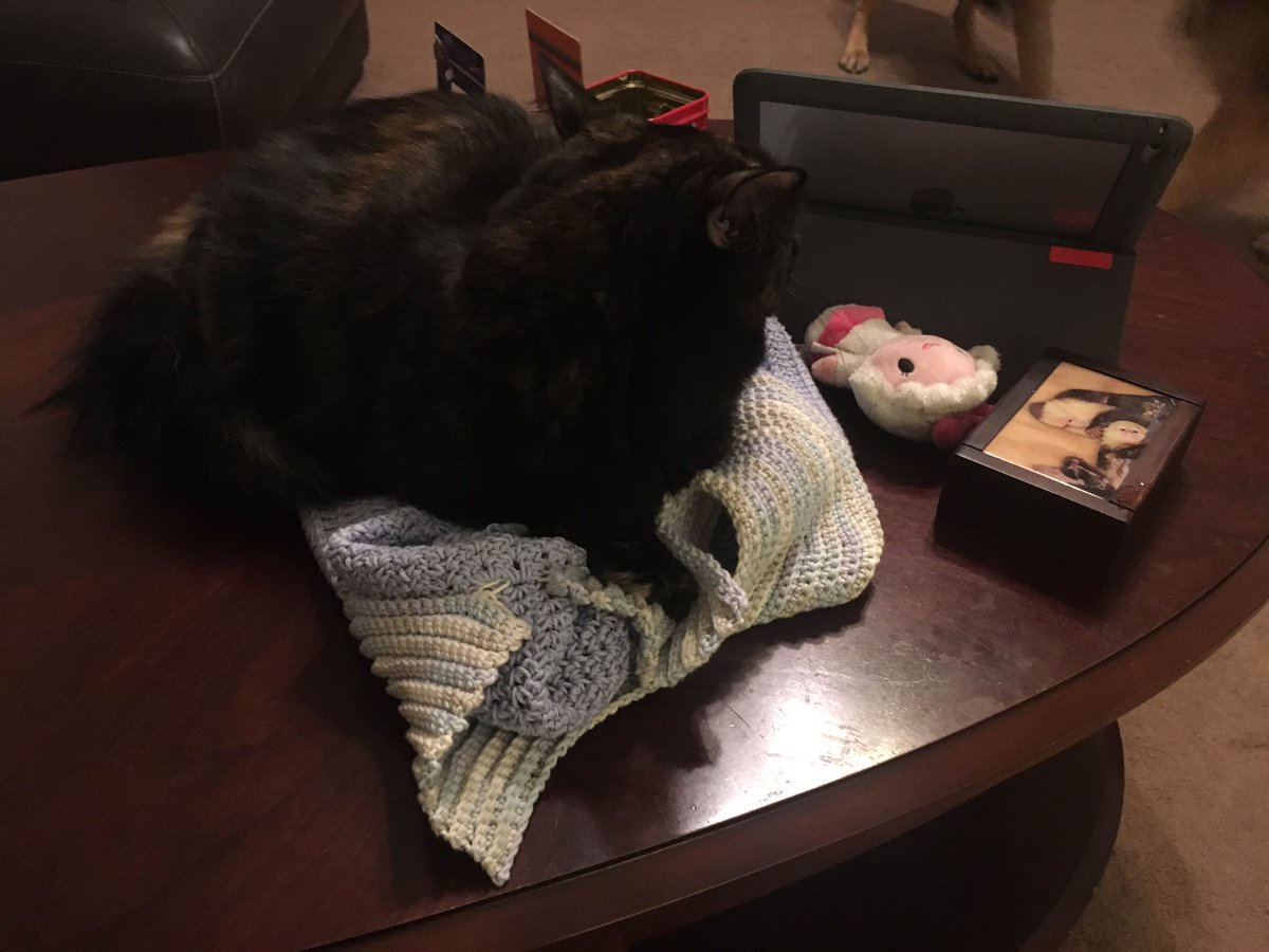 blinkingcatb's tweet photo. Me: woohoo finished a sweater dress for my daughter.                    My cat:  here let me try that out for you. #crochetissues https://t.co/H6KT80X6ua
