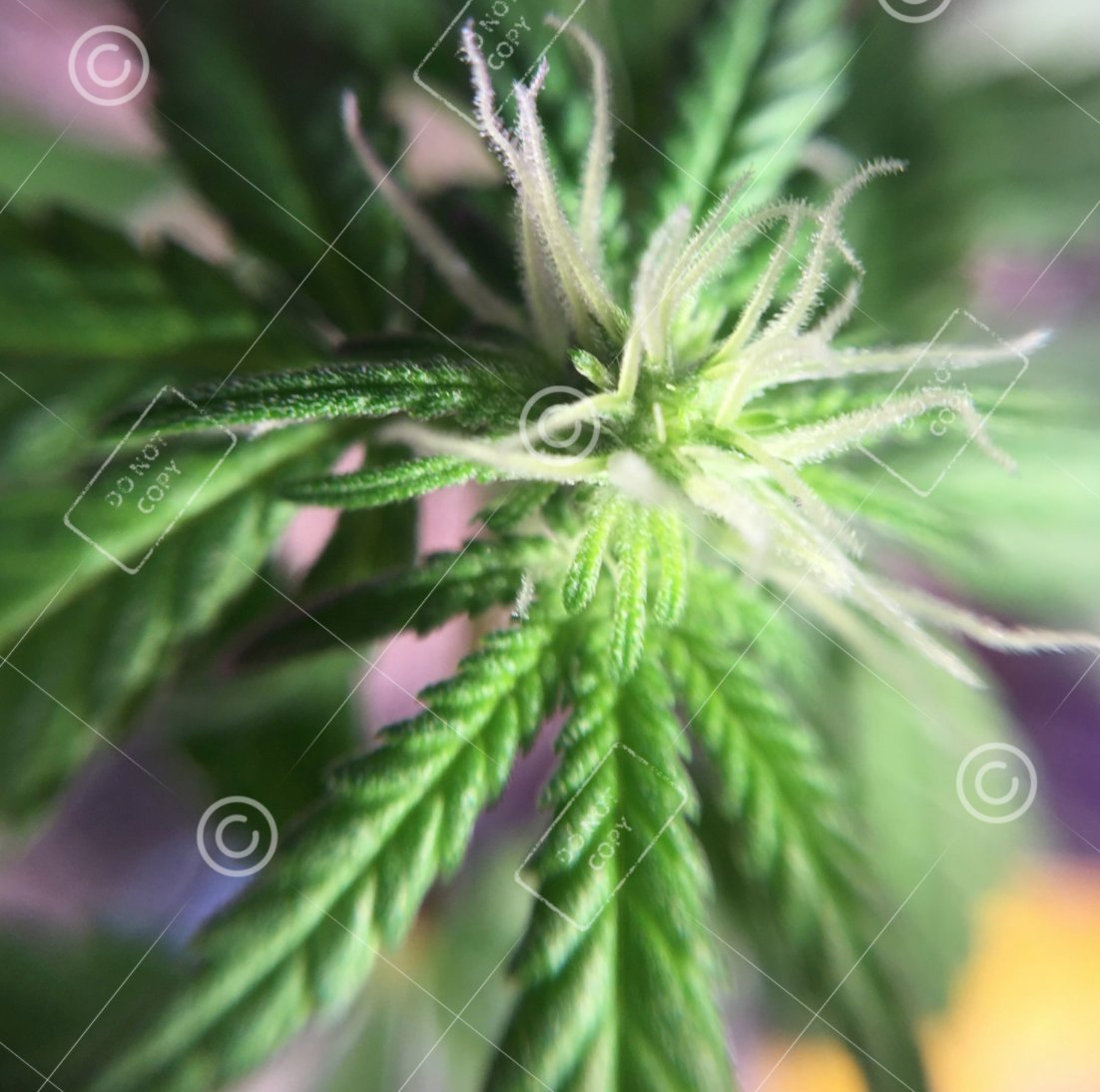 shutterbudmedia's tweet photo. Find images like this by visiting our website-#ShutterBud #ShutterBudMedia #Cannabis #CannabisStockPhotos #CannabisImages #CannabisPictures https://t.co/NNEcY2EVaO
