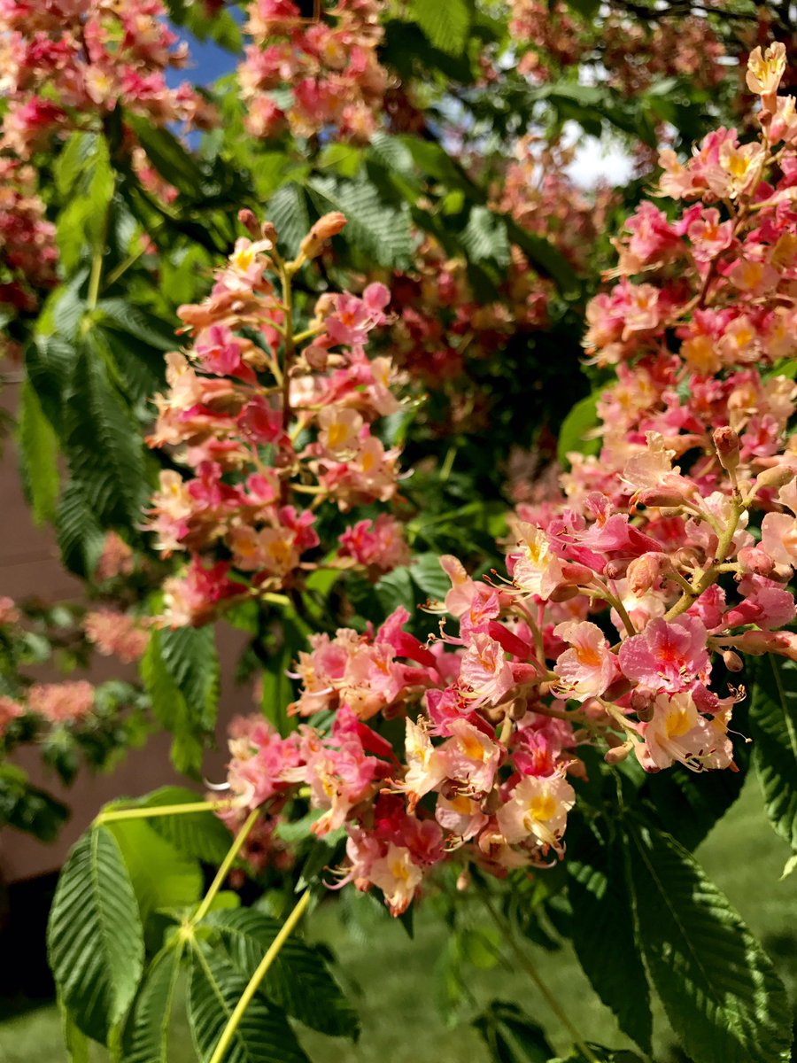 orlymob's tweet photo. Some pictures I took of flowers on campus #dmd2010 https://t.co/590LBn8e4o