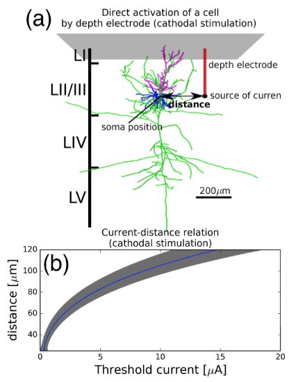 neuroraf's tweet image. Selective Recruitment of Cortical Neurons by Electrical Stimulation biorxiv.org/content/early/…