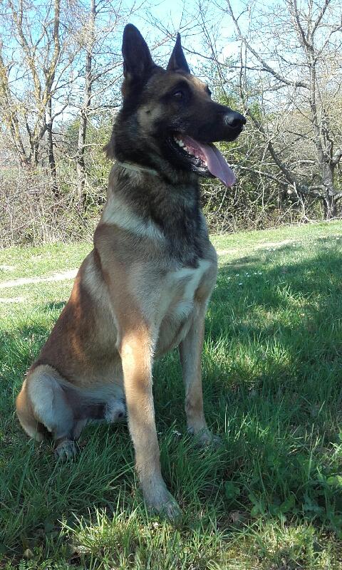 PoliceNat31's tweet photo. Flick #Chien #Policier ,notre #héros du jour, à l'origine d'une très belle affaire de stupéfiants! Quel flair!😉
https://t.co/st6A14dMsT https://t.co/zHTPUtDDoF