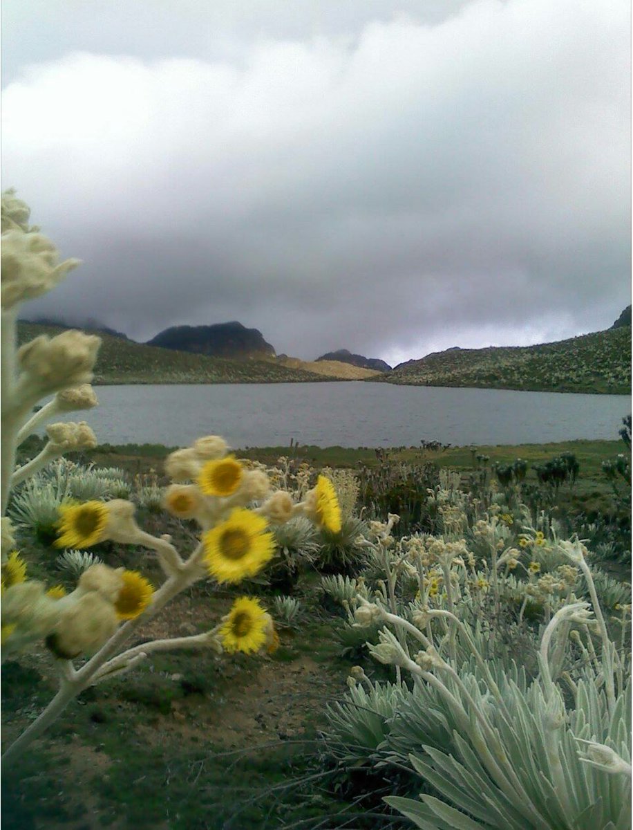 gosediaz's tweet photo. Laguna de Mucubaji. Mérida. Los Andes. Saludos desde Venezuela. https://t.co/7soS482RhS