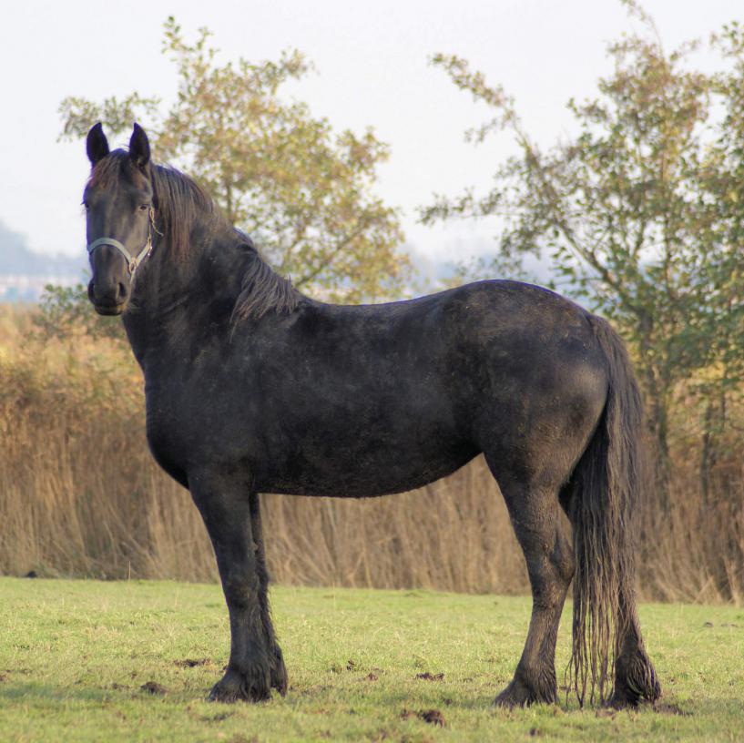 floatsales's tweet photo. What should you give your #Horse for their gastric ulcer? https://t.co/z3d82Y3uyV https://t.co/7WbmwTq4xS