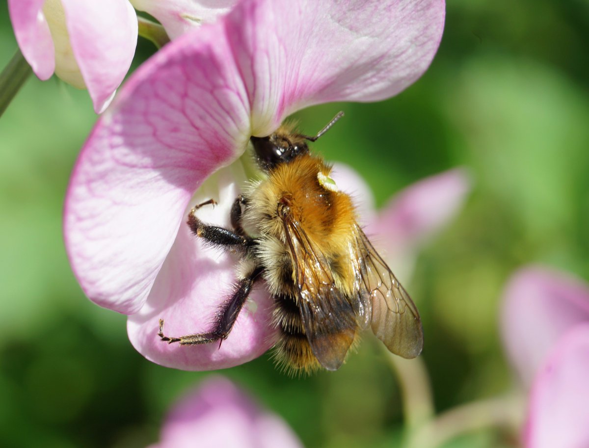 Blooms_For_Bees's tweet photo. Blooms' @StevenFalk1 on how good citizen science engages people with nature whilst contributing to great research... https://t.co/nECGqhk1Wd https://t.co/Mn10UUXasN