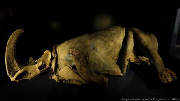 TwilightBeasts's tweet photo. A FROZEN Woolly rhinoceros found in Siberia! #FossilFriday (Photo epa european pressphoto agency b.v) https://t.co/rMreDdREYs https://t.co/2s3Sql62bF
