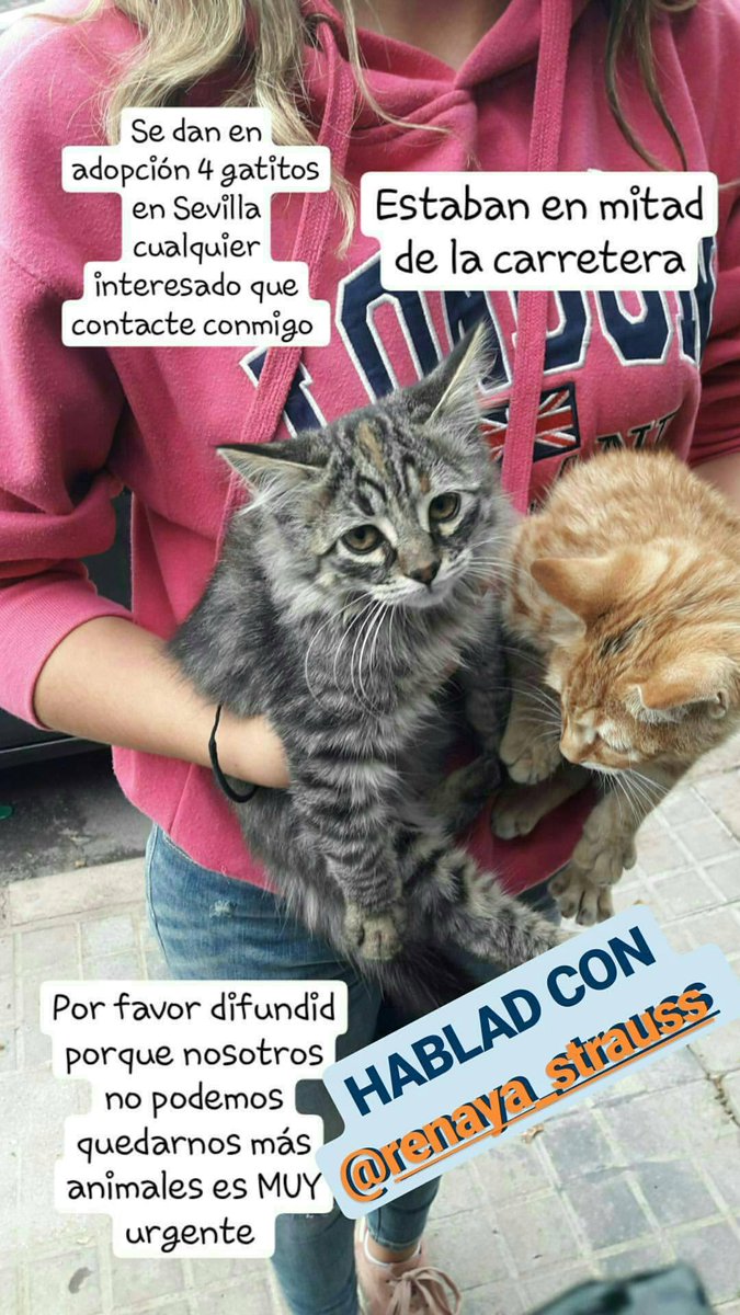 4 gatitos en adopción
