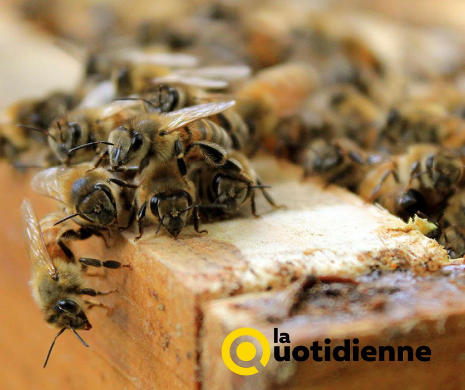 Samediatoutprix's tweet photo. ➡ #DossierDuJour - Disparition des abeilles : quelles conséquences pour nous ?

🕙 11h45 @France5tv https://t.co/Ew9QHKcGRd