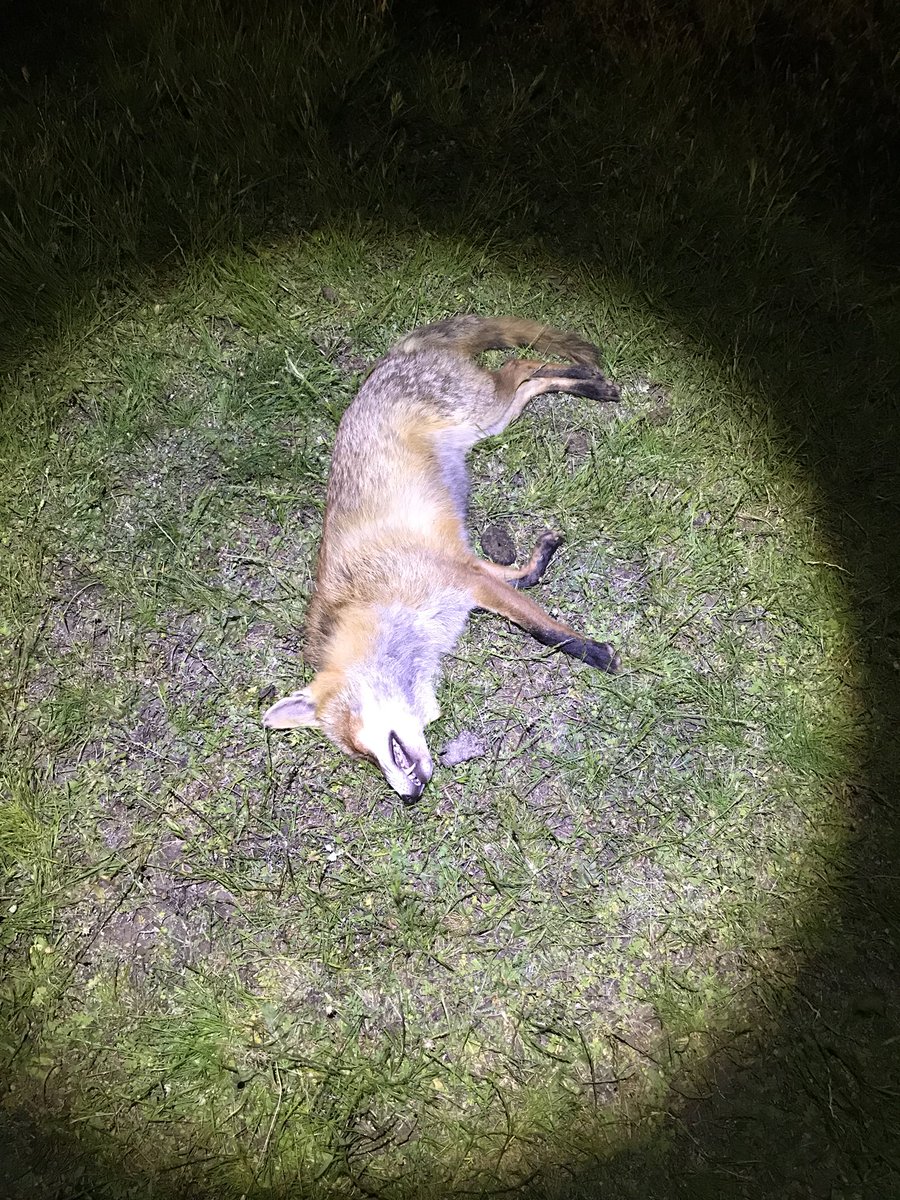 DanVermingone's tweet photo. One of 7 for the night from Wednesday. Hard work with 25-30knt winds all night #bustinfoxes #professional https://t.co/bYwSpXD8uW #helpinout https://t.co/LJ1WqoEwoX