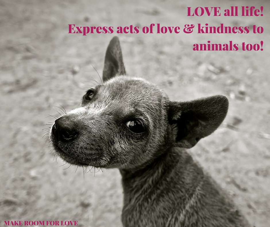 Room4Love's tweet photo. #Love all #life ! #express acts of love &amp; #kindness to #animals too! #WorldAnimalDay #animallover #pets #doglove #catlovers https://t.co/BYrq8ZBsu6