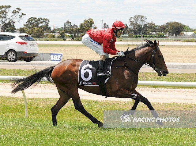 RosemontStud's tweet photo. Our Toorak Toff filly Loreto broke her maiden on debut today. She is a sister to the mother of Derby fav Ace High https://t.co/qq0gKFk9bv