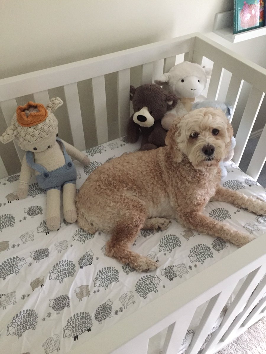 MayatheCockapoo's tweet image. When is my baby brother coming?