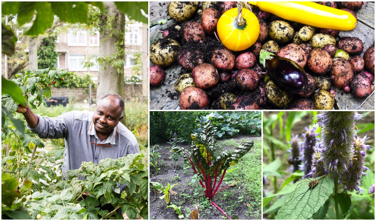 Elemam Musa is stadsboer. Deze #HaagseEnergiebeurs ambassadeur wil stadstuinieren toegankelijk maken voor iedereen: bit.ly/elemam-stadstu…