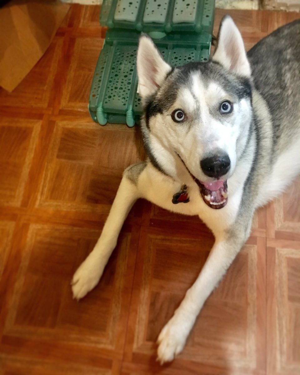 simbathehusky's tweet photo. #huskypuppy #puppy #dog #siberianhusky https://t.co/uUUgtg7v9U