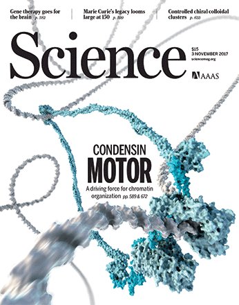 cees_dekker's tweet photo. Yes!!

Our discovery that condensin is a motor is featured gloriously  at the cover of Science today!

&amp; has nice perspective by Kim Nasmyth https://t.co/GzDY65kQh9
