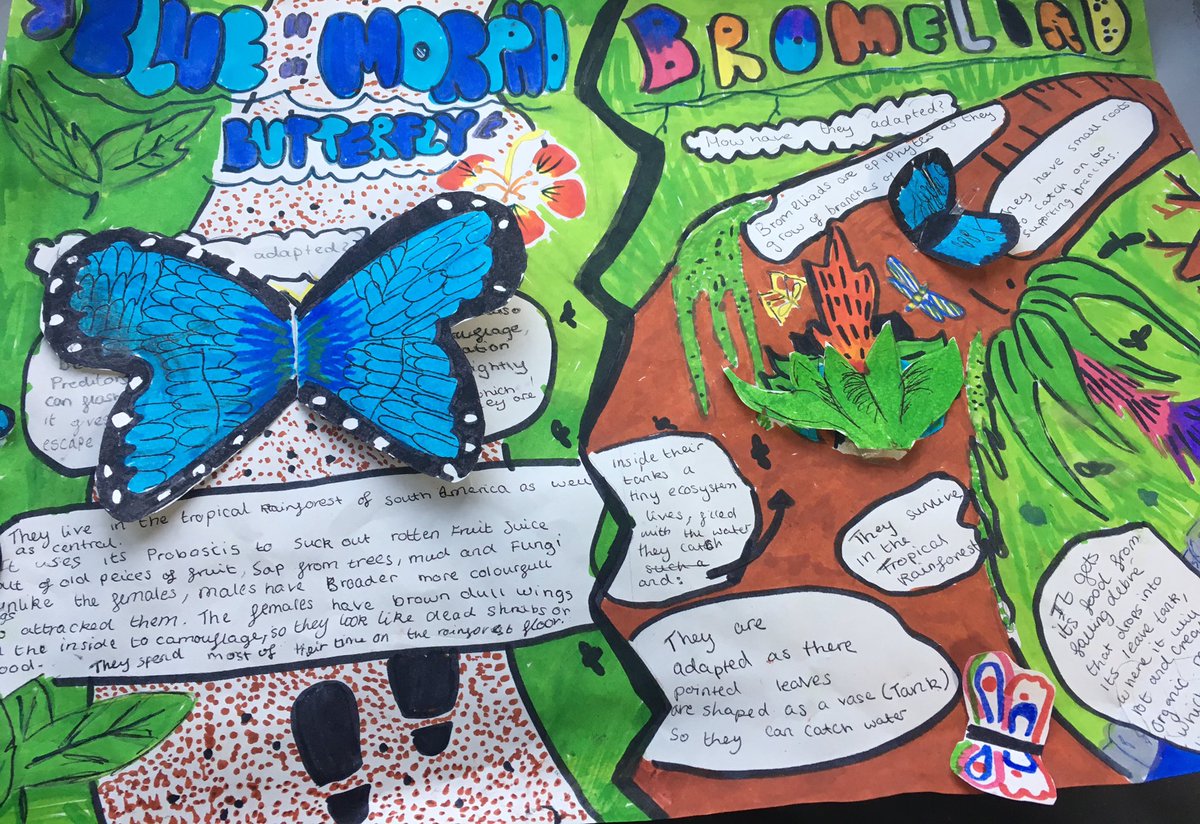 GCHumanities's tweet photo. Outstanding home learning from 8aV! #rainforestadaptations #GCGeog #gcy817 https://t.co/zeIn1LMiCF