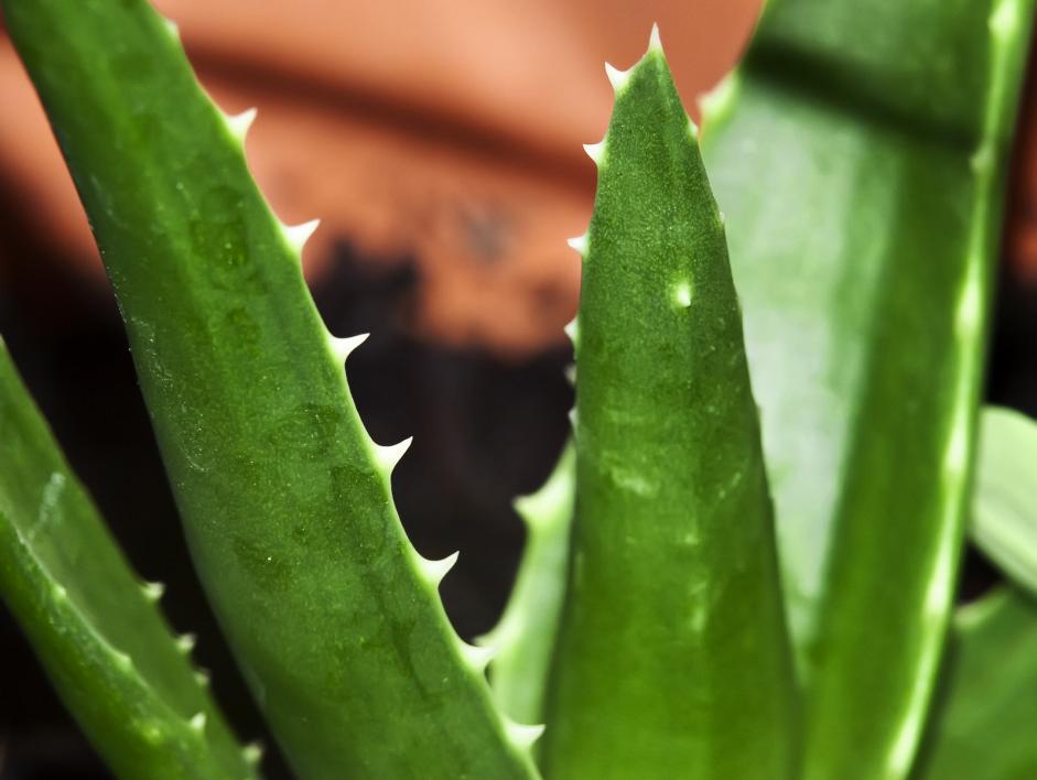 Ohmyskintherapy's tweet photo. OMS contains 95% #NaturalIngredients including #AloeVera leaf and #CalendulaFlower. #SkinRescue #BBloggers #OhMySkin https://t.co/vD5M6pRPWV https://t.co/kkVyMzKBjk