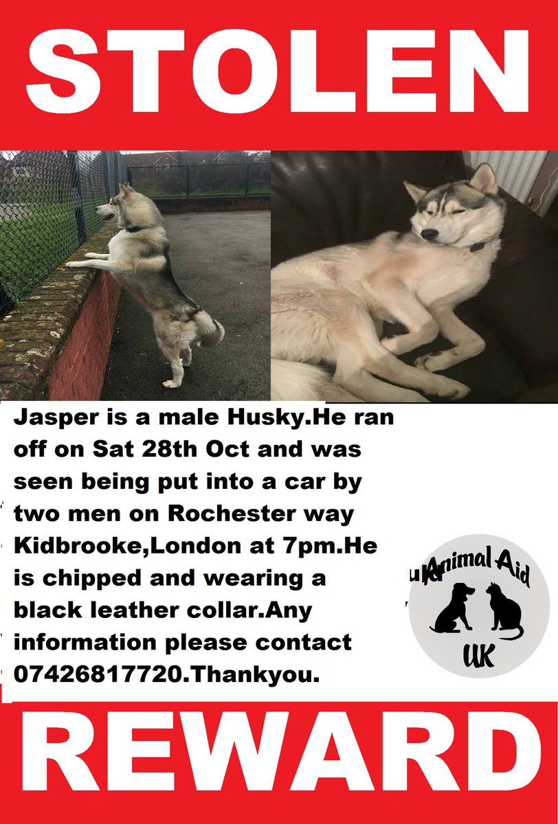 rosiedoc666's tweet photo. #findstolenJasper male #Husky 28/10 who put him in a car? DO U KNOW? DID U SEE? #RochesterWay #Kidbrooke #London #chipped wearing blk collar https://t.co/zjStMkxCWA