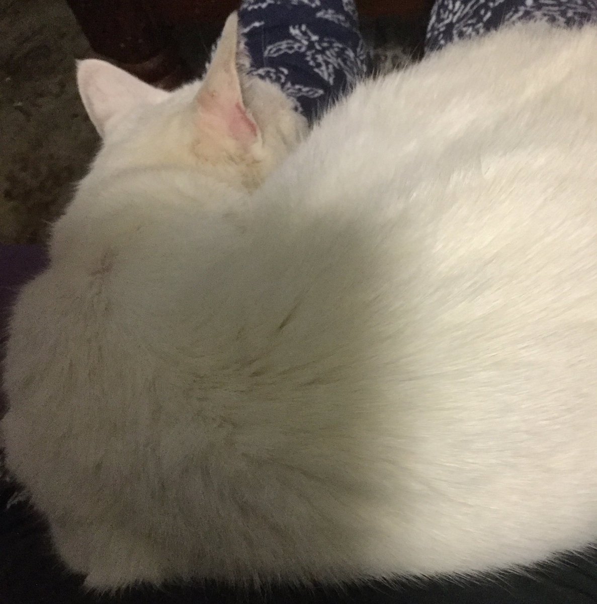 justaddbooks's tweet photo. A Lily. #cinemaz #catsofcinemaz https://t.co/baaB7B3Bzc