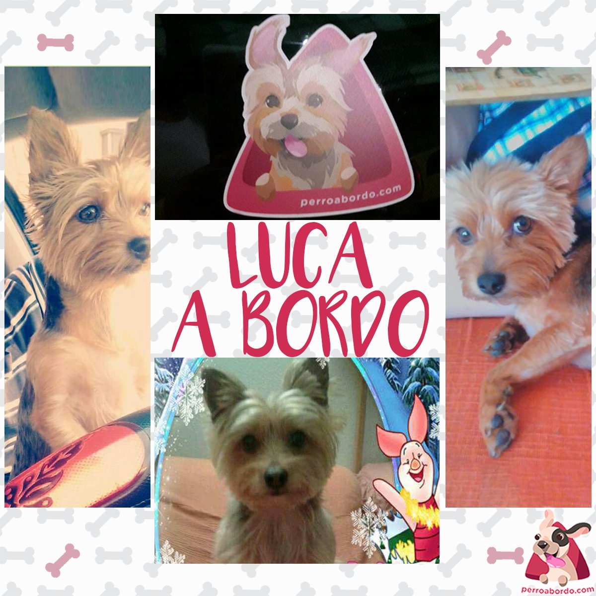 Operación "en unas horas empiezo el fin de semana"🎉
Luca lo tiene ya todo listo!De viaje a bordo de su coche y...¡presumiendo de pegatina!