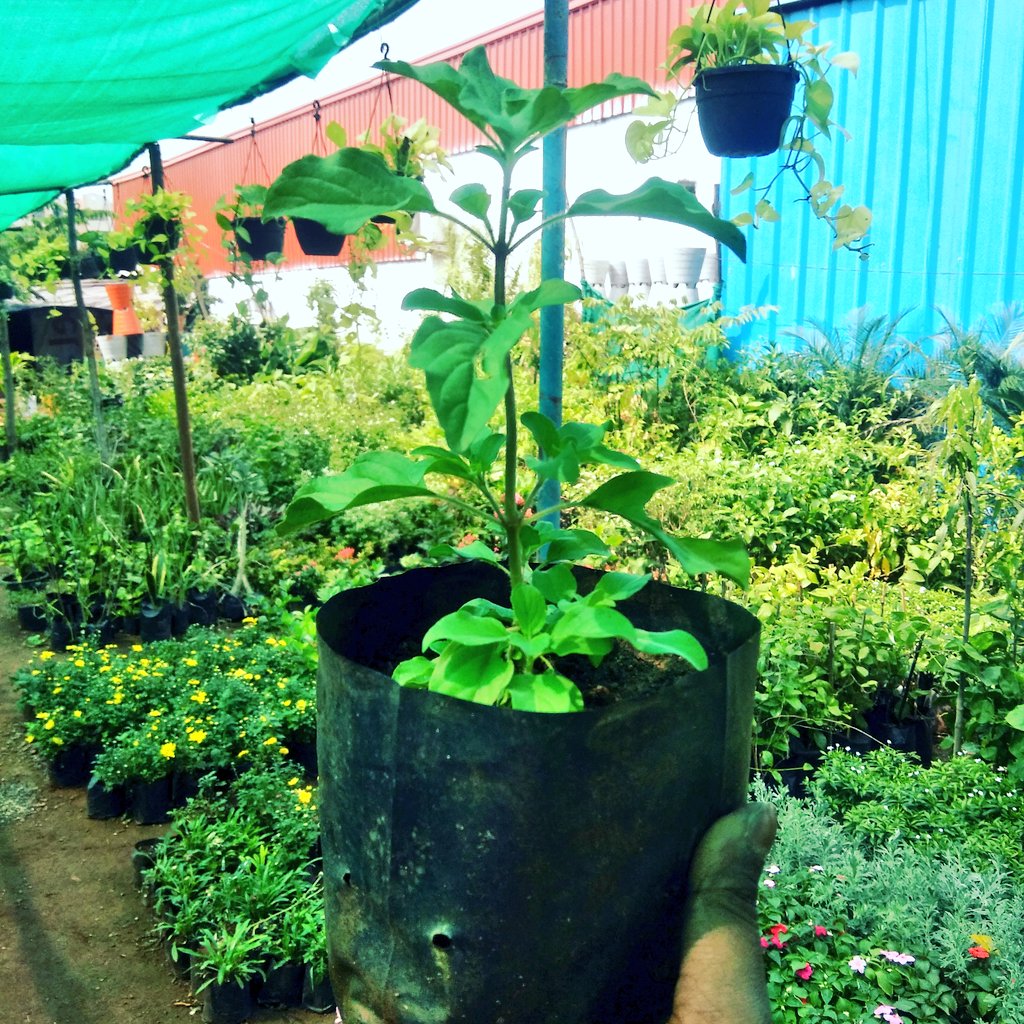 sravan mogili sravanmogili5 twitter twitter