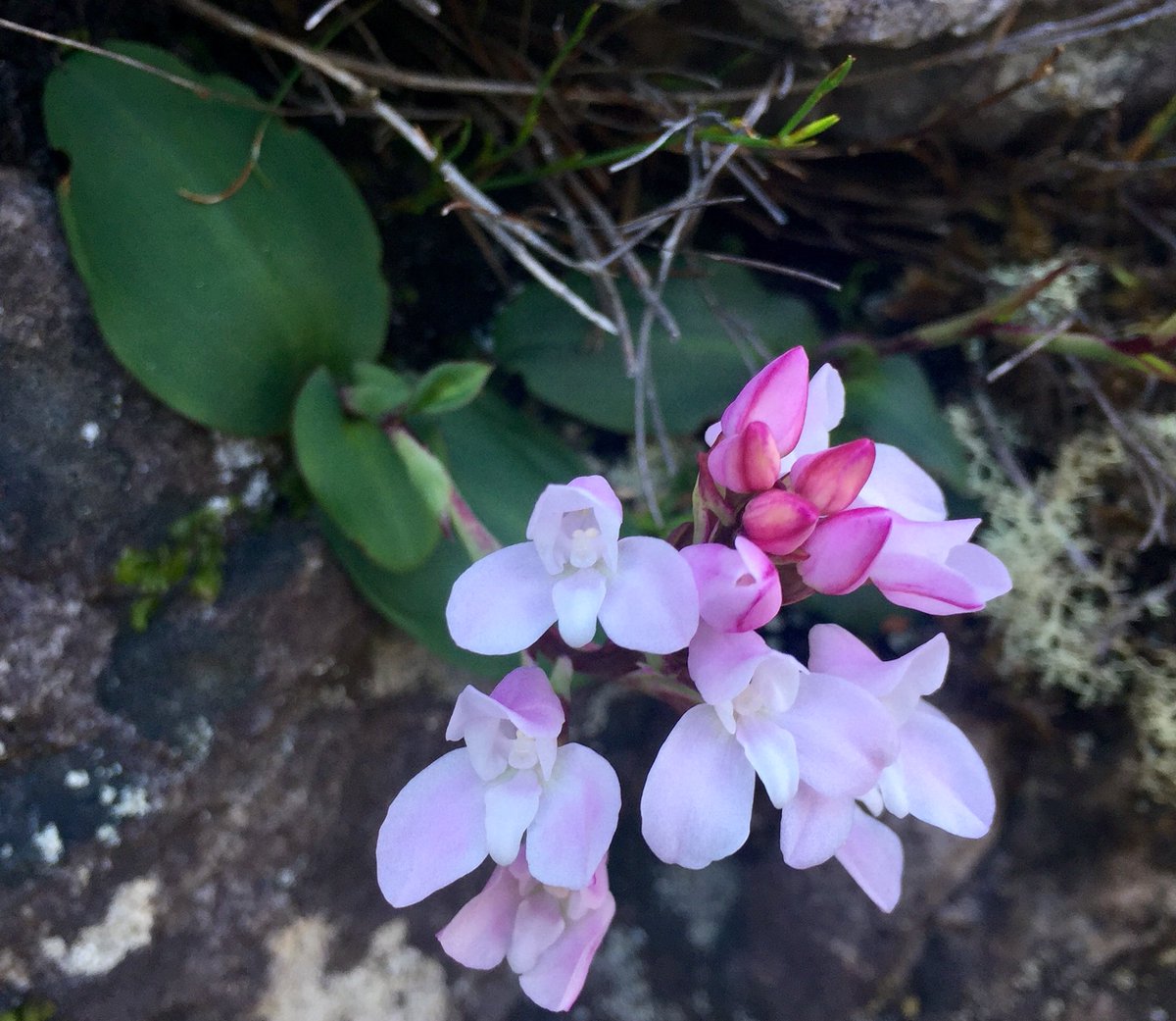 hikingcapetown's tweet photo. Got to find these on Monday on the Back Table! The white is known as the Fried Egg Orchid! The other I’m still trying to find out. Time for me to get that Orchid book!  @liezelv @hgeez @KFMza @KoketsoSachane https://t.co/8w276s0I2u