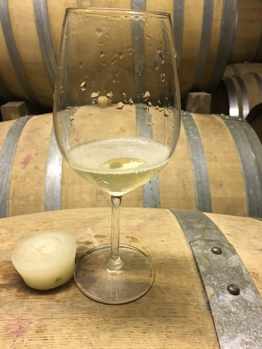 Blackwaterwine's tweet photo. 8 months in barrel.... still not relenting; beast of a Sauvignon #suiderterras 2018 https://t.co/wWUdneaysl