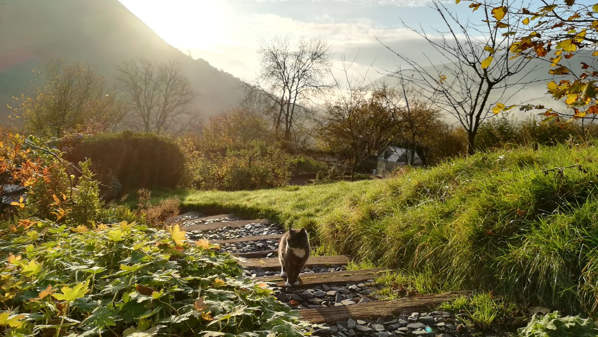 bertie_cat's tweet photo. ..purr.. It is a fine morning for a short stroll. My love to all furs and their people ..purr.. https://t.co/sHDWC7GHDr