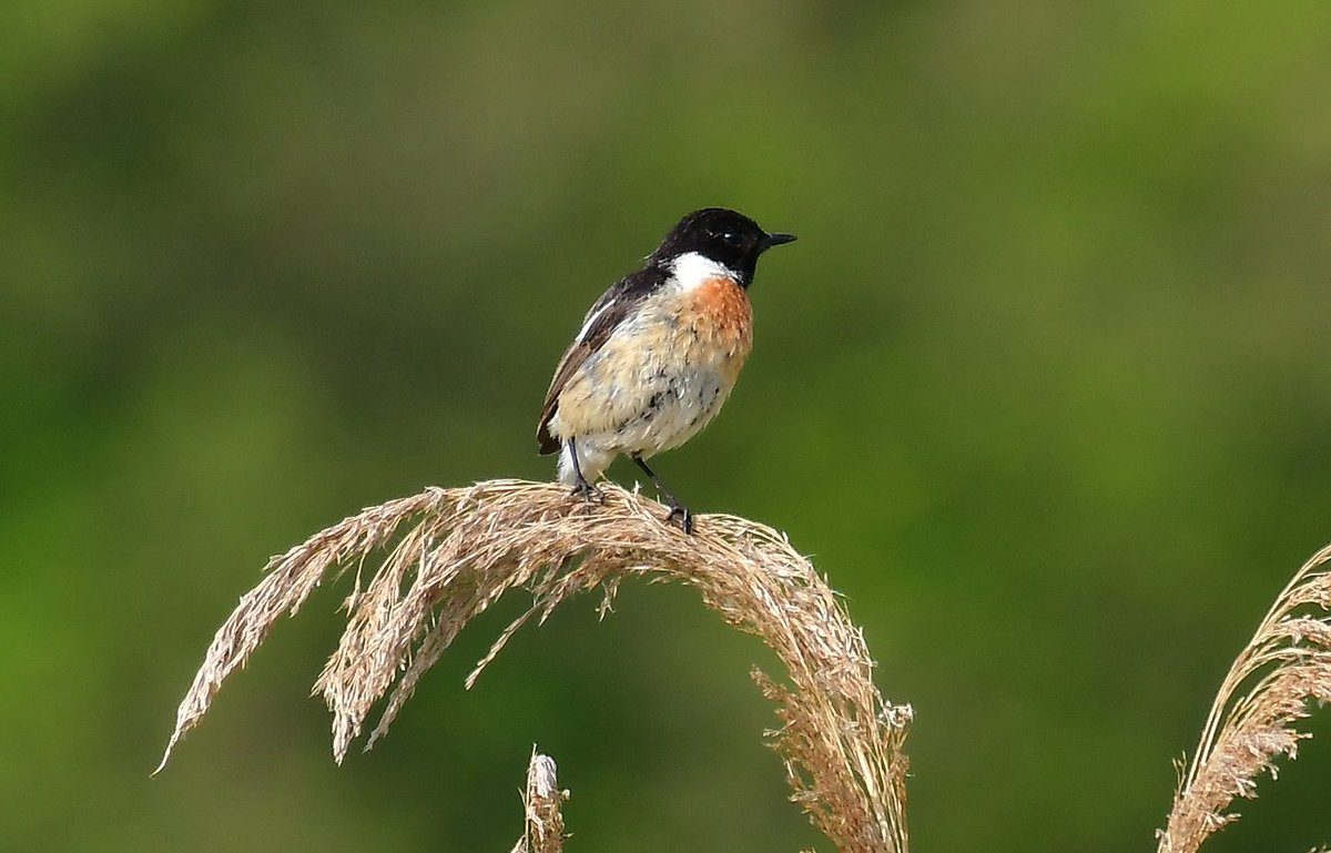 #Roodborsttapuit

<a href="/BoswachterFrans/">Frans Kapteijns</a> @Natuurmonument <a href="/andredonker/">André Donker</a> <a href="/waarneming/">Waarneming.nl</a> <a href="/Sovon/">Sovon Vogelonderzoek Nederland</a> <a href="/vogelnieuws/">Vogelbescherming NL</a> <a href="/FransKolsters/">Frans Kolsters</a> <a href="/IVNNederland/">IVN Natuureducatie</a> <a href="/IVNUden/">IVN Uden</a>