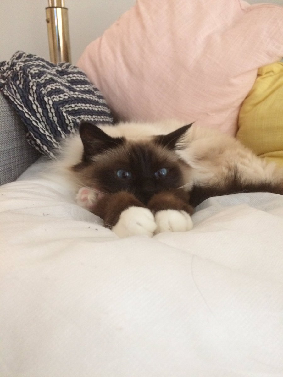 denIngela's tweet photo. Jag: hej Louis! Se ut som om du tänker djupt på olika sätt att döda mig... precis så! Work it work it! https://t.co/NTa3Jf6AzA