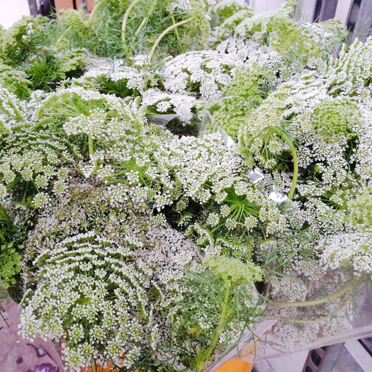 Feliz viernes!! 💮 Ammi Majus recién llegado! #flores #florescortadas #florist #floristerias #flowers #flowerpic #florsvilassar