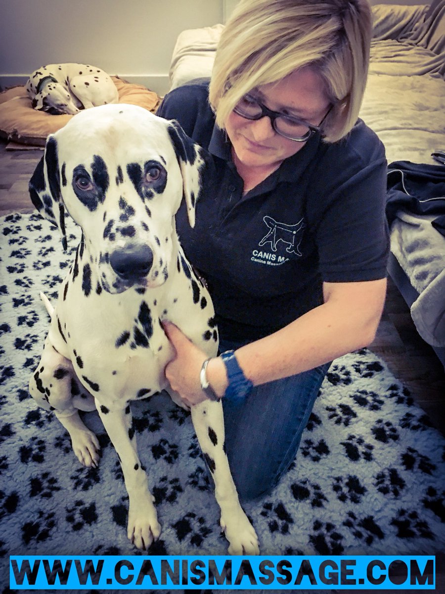 CanisMassage's tweet photo. Oh Milo, what a handsome boy! #dalmation #massage #sportsmassage #deeptissuemassage #lovedogs #dogsoftwitter https://t.co/9H9b621nMy