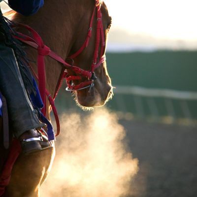 _TheBackman's tweet image. Horses are masters at reading human body language, new study finds — International Business Times, UK Edition buff.ly/2ypIwY2