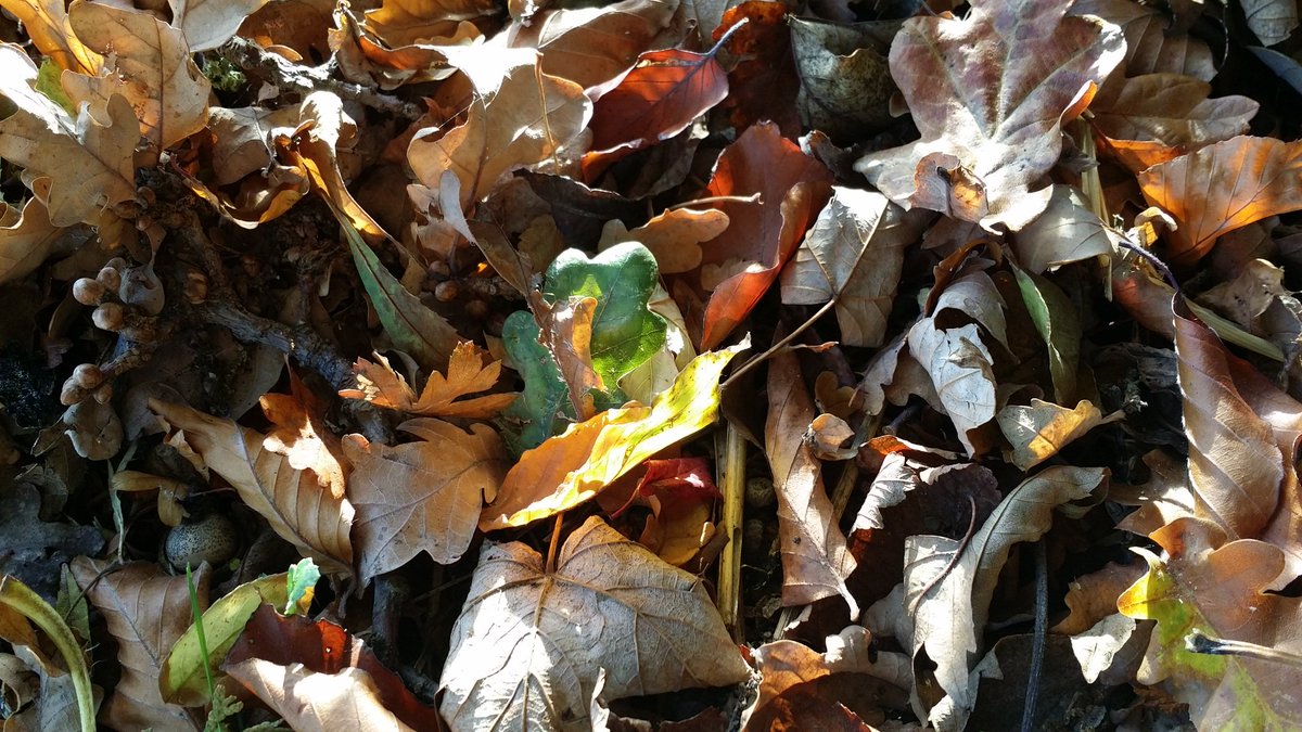 buttergoode's tweet photo. ...anyone fancy joining me for leaf kicking🍁🍁🍁🍁
#leafkicking
#FridayFeeling
#suffolk https://t.co/tc5k4GUrOm