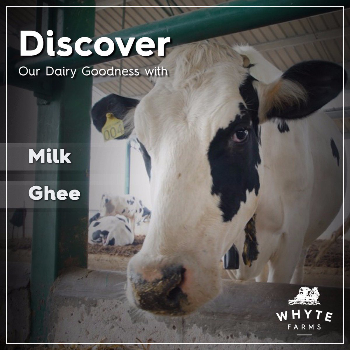 whytefarms's tweet photo. Spread organic goodness with Whyte Farms. Milk and Ghee like never before! #buzzfeast #milk #cows #whytefarms #LBBD #ncr #delhi #milkman https://t.co/CqyJDfKKRi