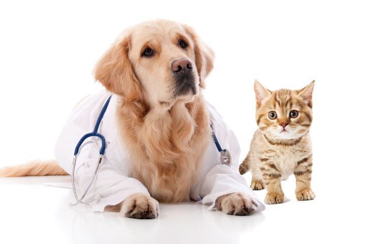 petmonth's tweet photo. See why so many people read pet insurance reviews https://t.co/9fAcUqd832 https://t.co/OQ1feAuGPQ
