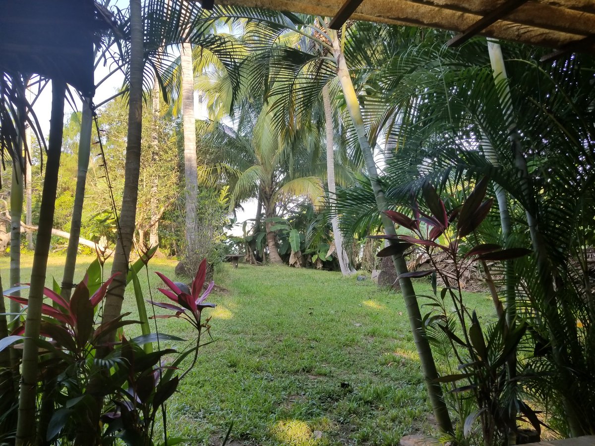 JoyKarley's tweet photo. Good morning @yelapaoasis #yelapaoasis #Yelapa #theyelapaoasis #mexico #mañana #riseandshine #jungle #laselva #magicjungle #riverculture https://t.co/F3NOjUsauC