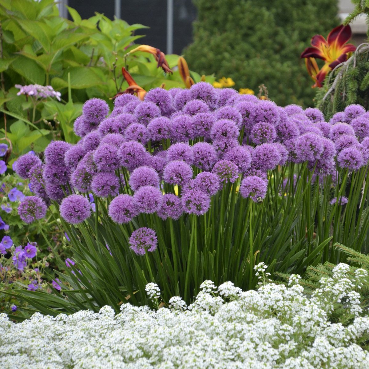 In this month's <a href="/ManitobaMG/">MB Master Gardeners</a> newsletter <a href="/sagegardenherbs/">Sage Garden Herbs</a> Dave Hanson talks about growing allium goo.gl/4VBWk5